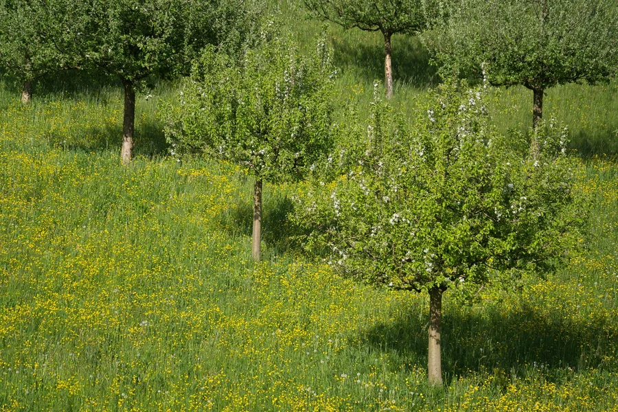 Al·lèrgies: origen, impacte i tractament