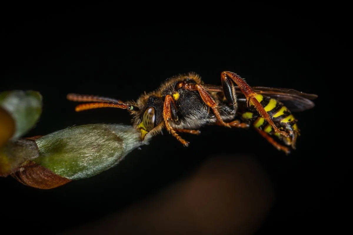 Gros plan d'une guêpe, l'un des insectes dont le venin peut provoquer une réaction allergique grave par piqûre