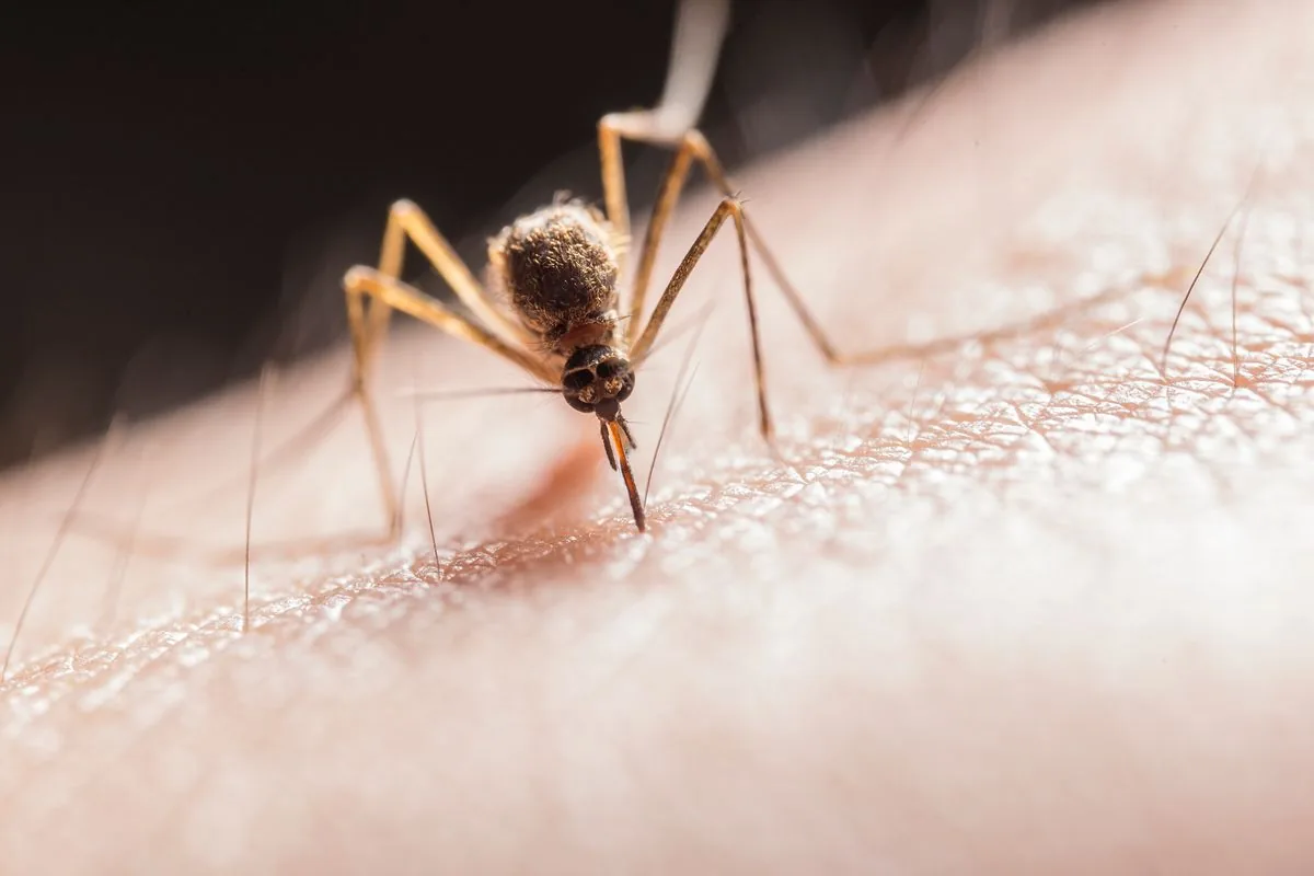 Gros plan d'un moustique piquant la peau d'un bras, la cause la plus fréquente de piqûres d'insectes et de réactions cutanées en été