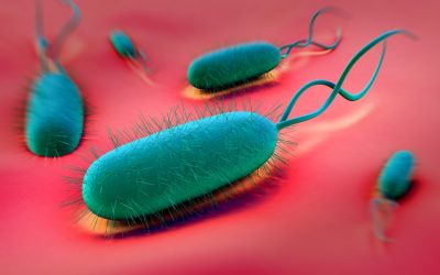 Infection à Helicobacter Pylori : ses implications pour la santé et sa détection